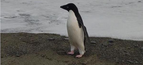 Only second sighting - a penguin from Antarctica swims 3000 km to New Zealand
