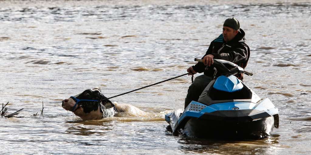 Cows rescued from floods in Canada with jet skis