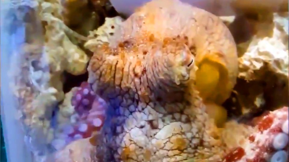 Octopuses change colors several times during sleep