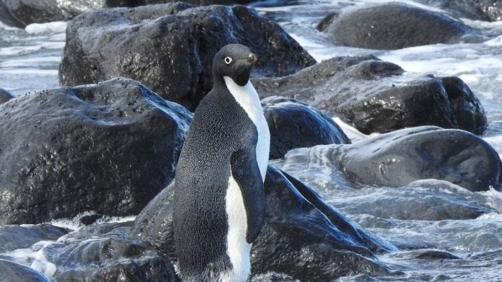 A rare penguin from Antarctica appeared in New Zealand