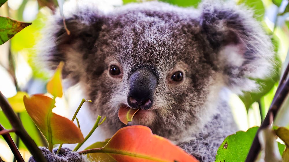 Australian koalas die of venereal chlamydia