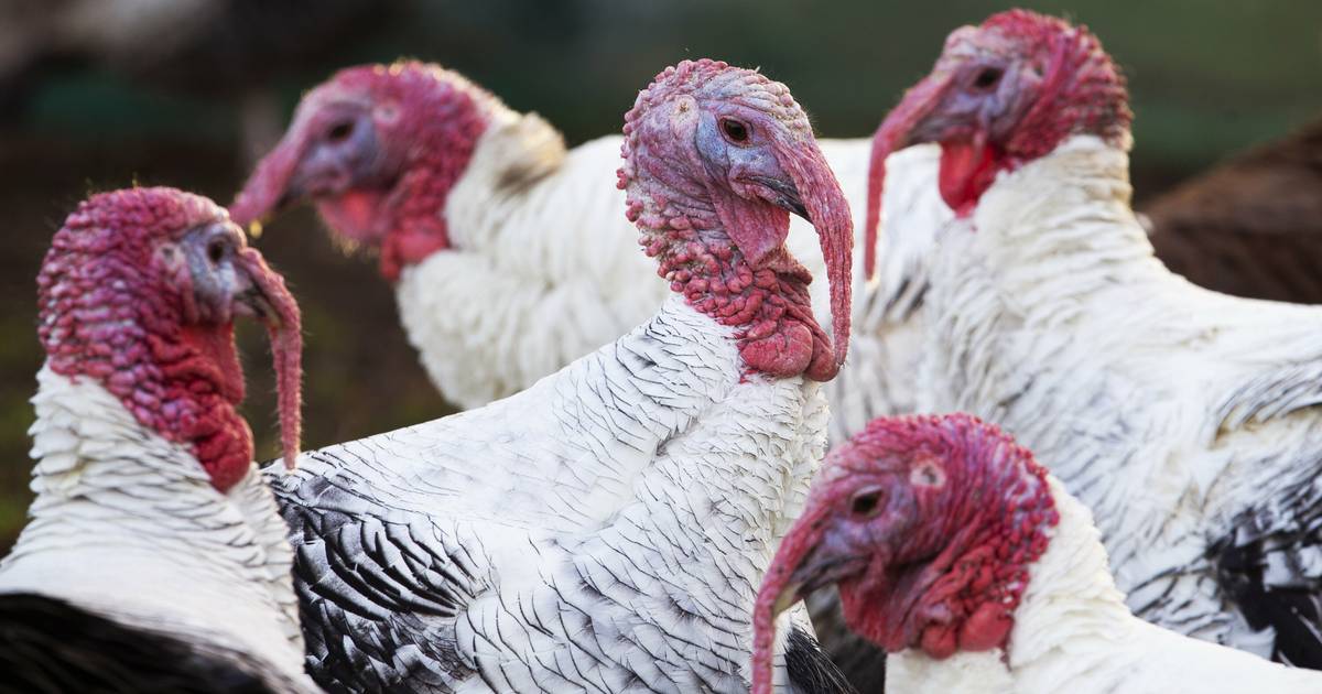 Avian influenza is common in Great Britain: Germany is also affected