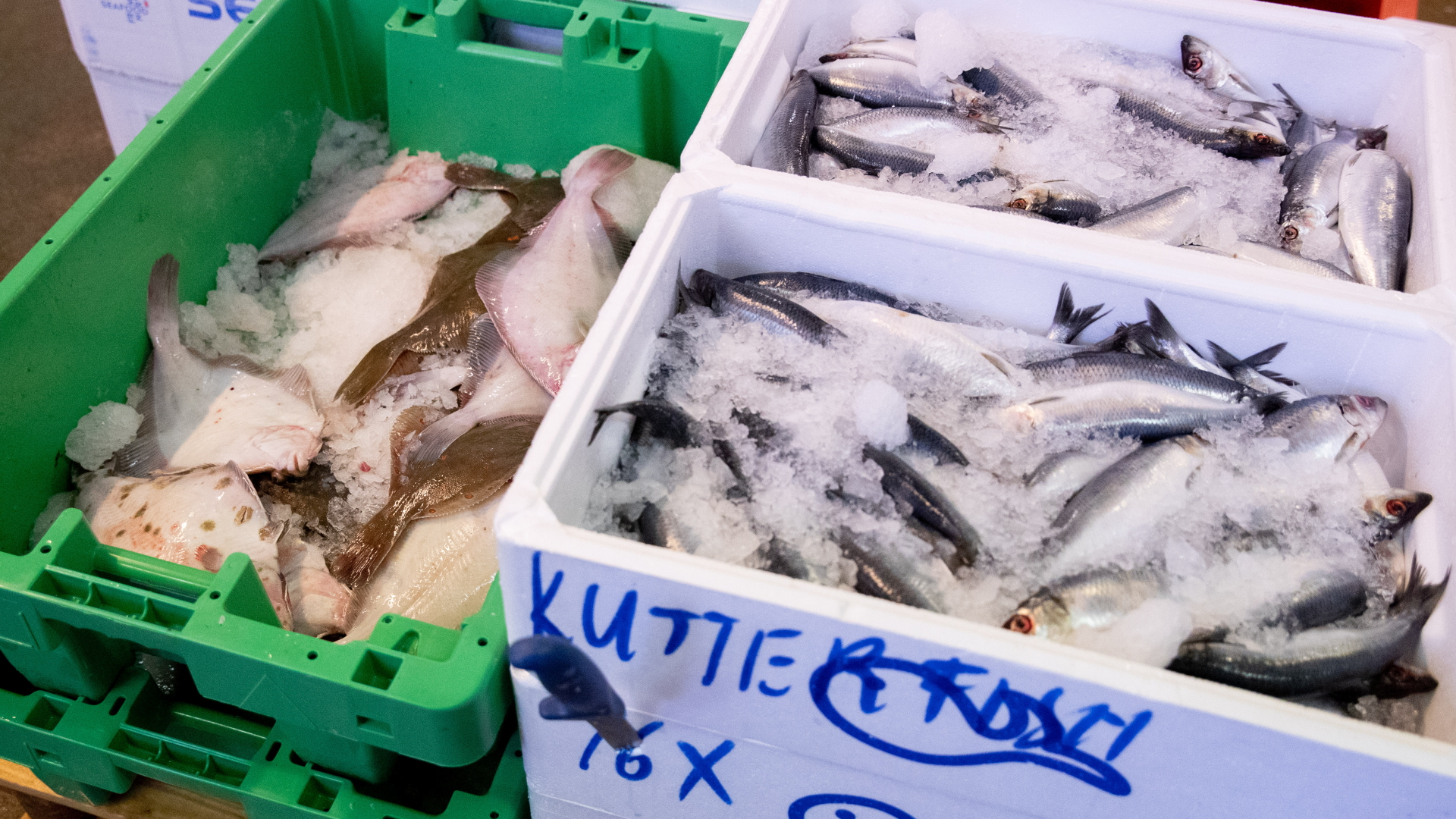 North Sea fishing quotas: More herring, less health