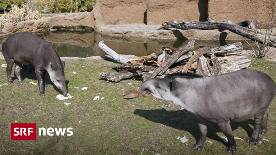 Researchers warn tapirs are endangered in South America