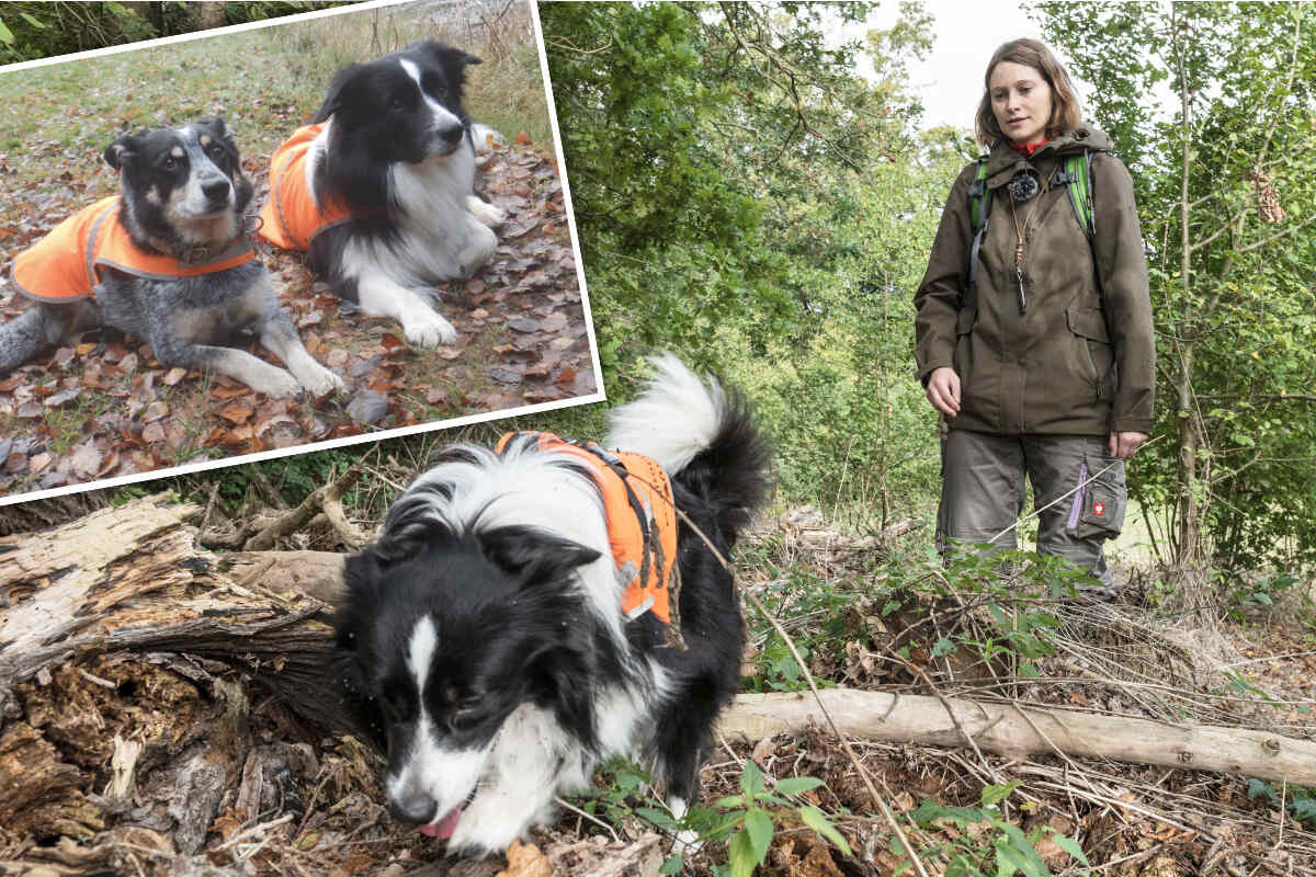 Sniffing for Science: These Dogs Smell Rare Species