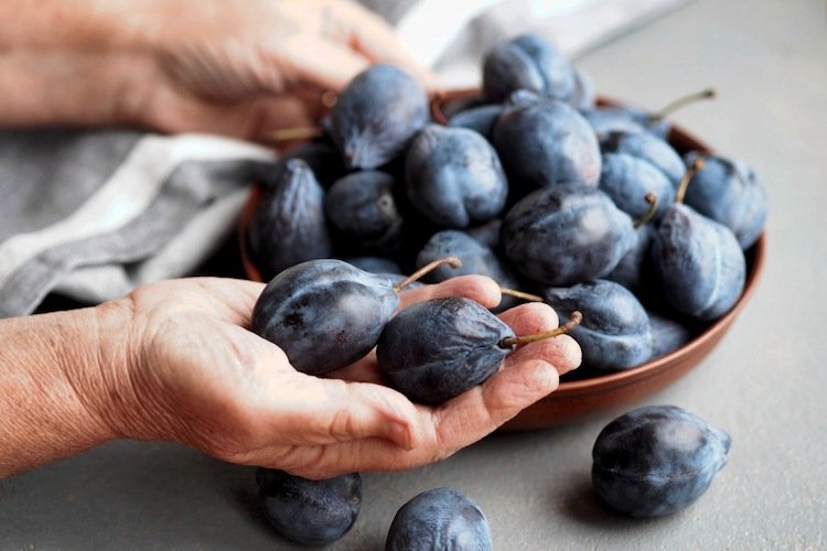 How consuming prunes as part of an osteoporosis diet in old age can protect women from bone loss