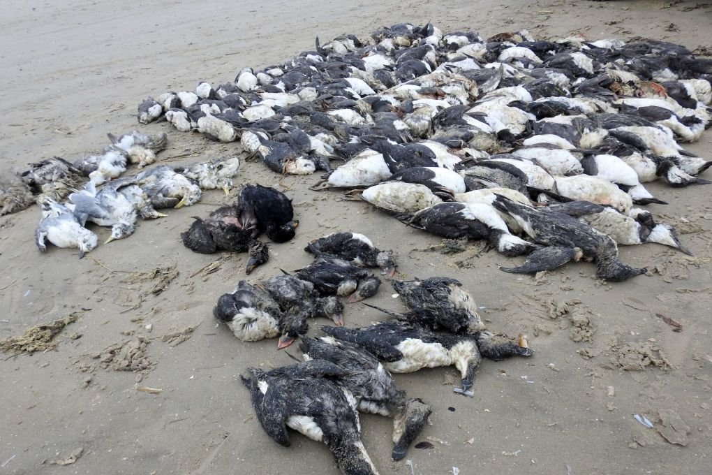 Nearly 200 dead seabirds found on the Danish coast of the North Sea