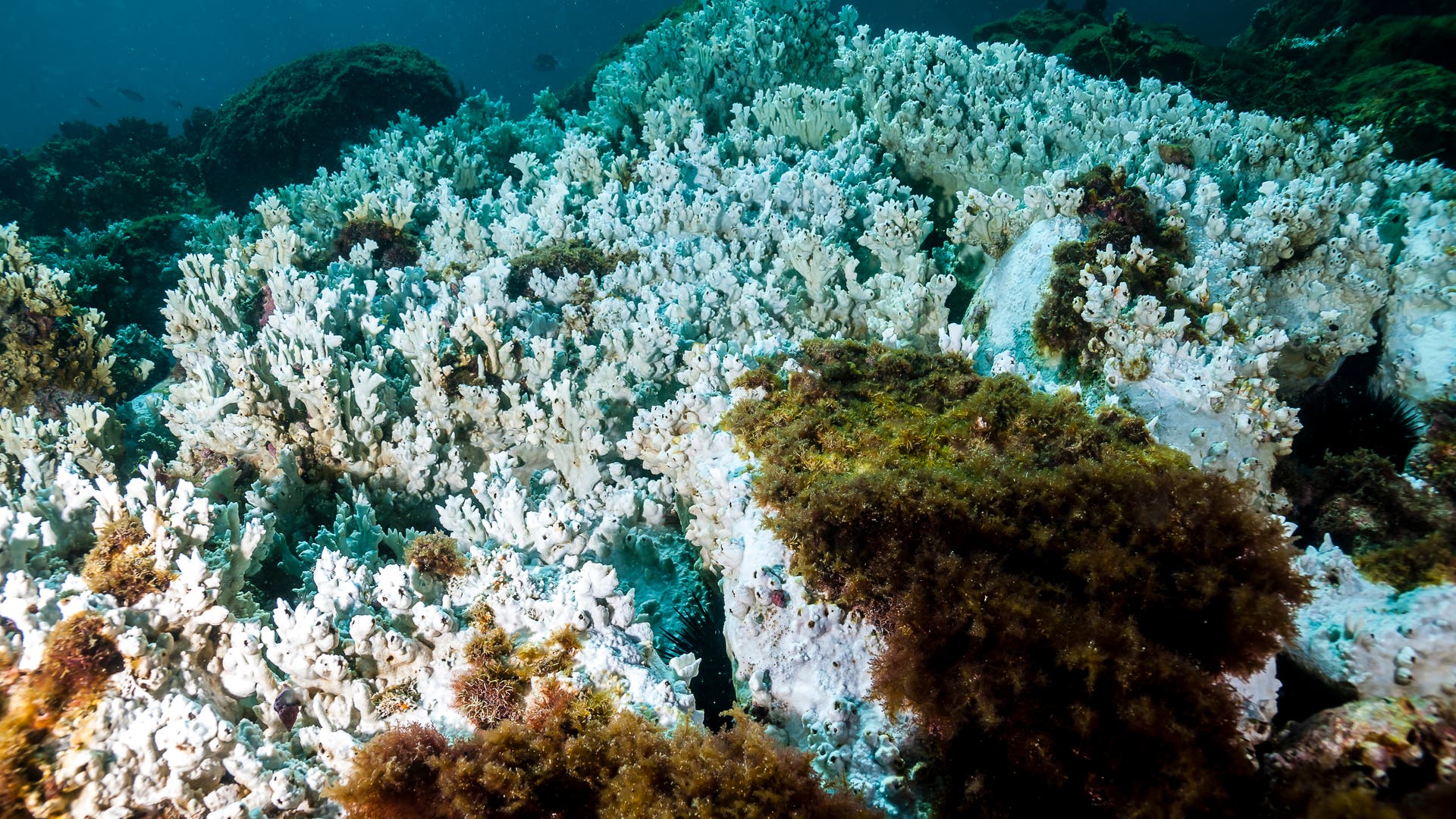 The first coral bleaching in a supposedly cold year
