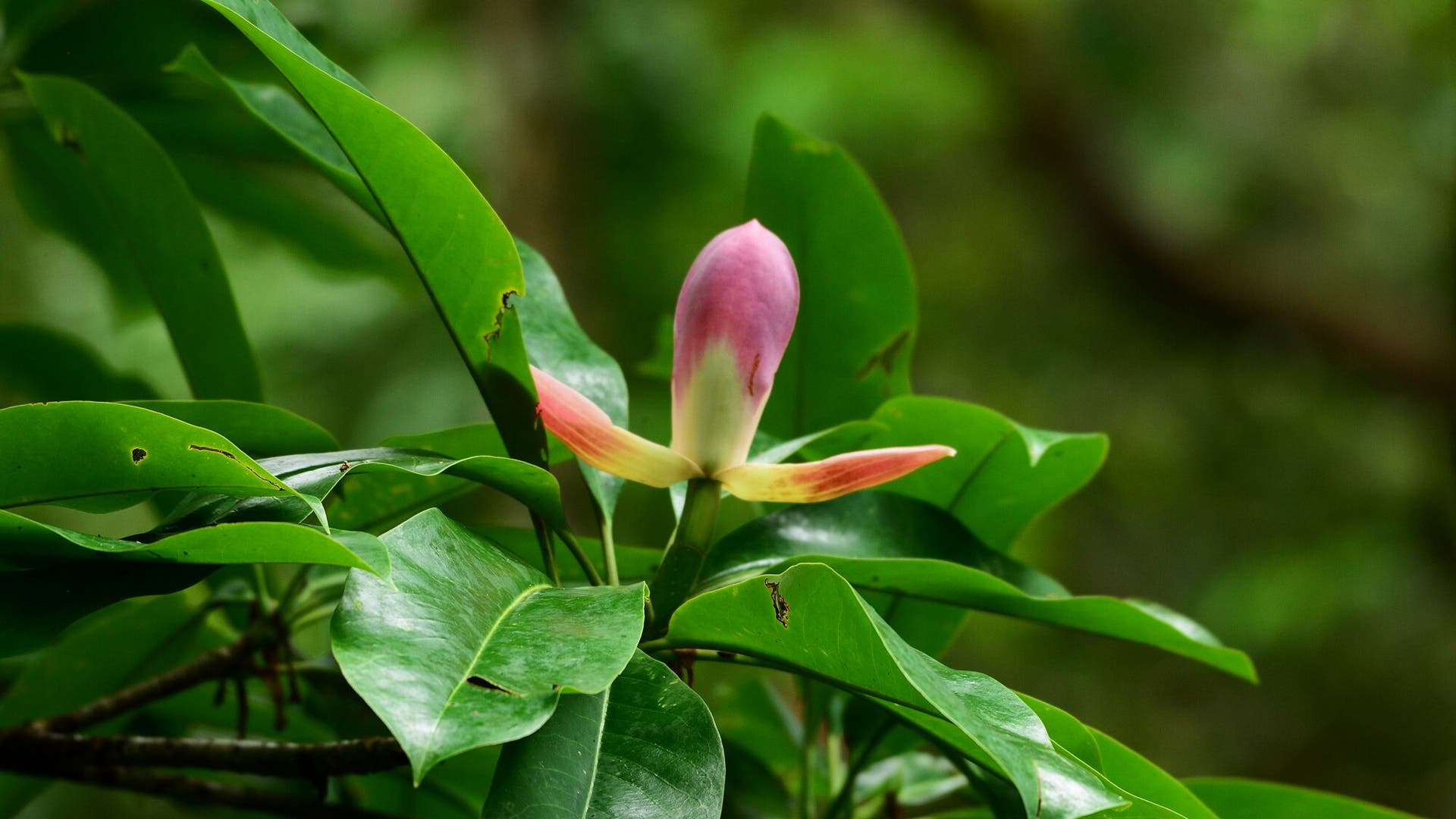 Endangered Species: Magnolia grandis - Science Spectrum