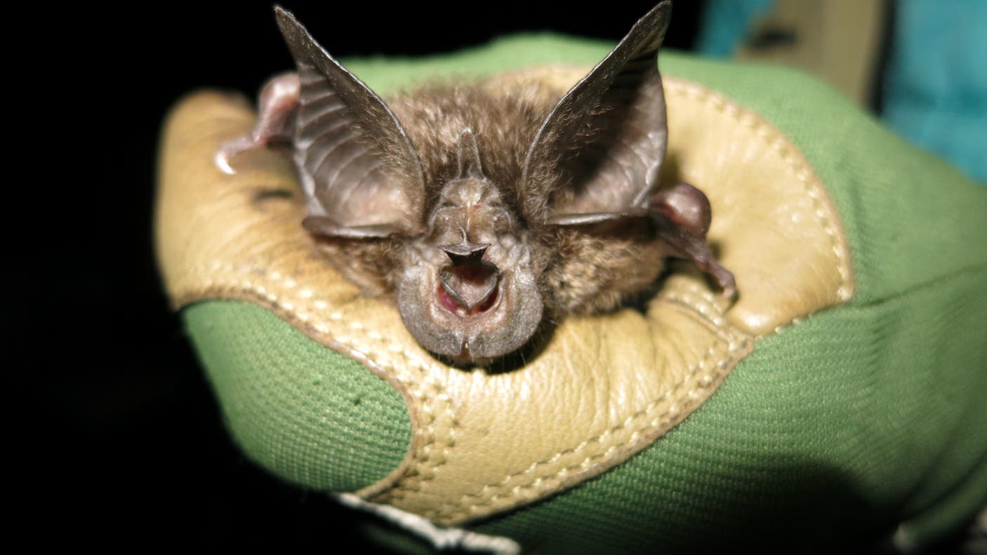 Species protection: exotic bats are back