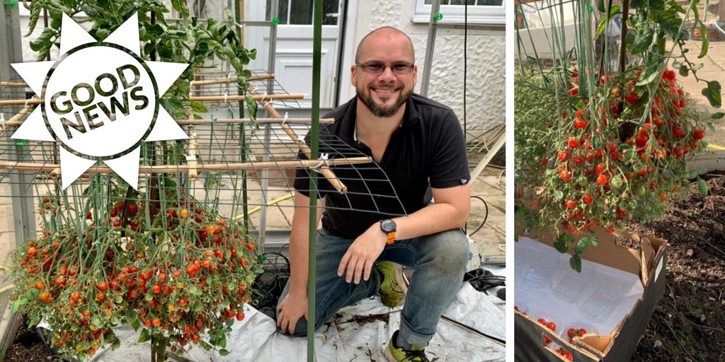 The British gardener grows over 1200 tomatoes on one stem