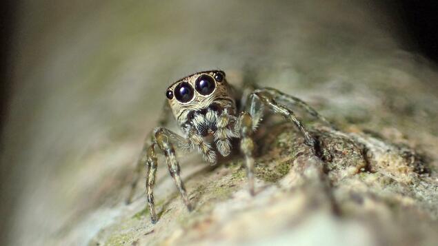 Arachnophoria: Research team identifies 50,000 species of spider - Wikipedia