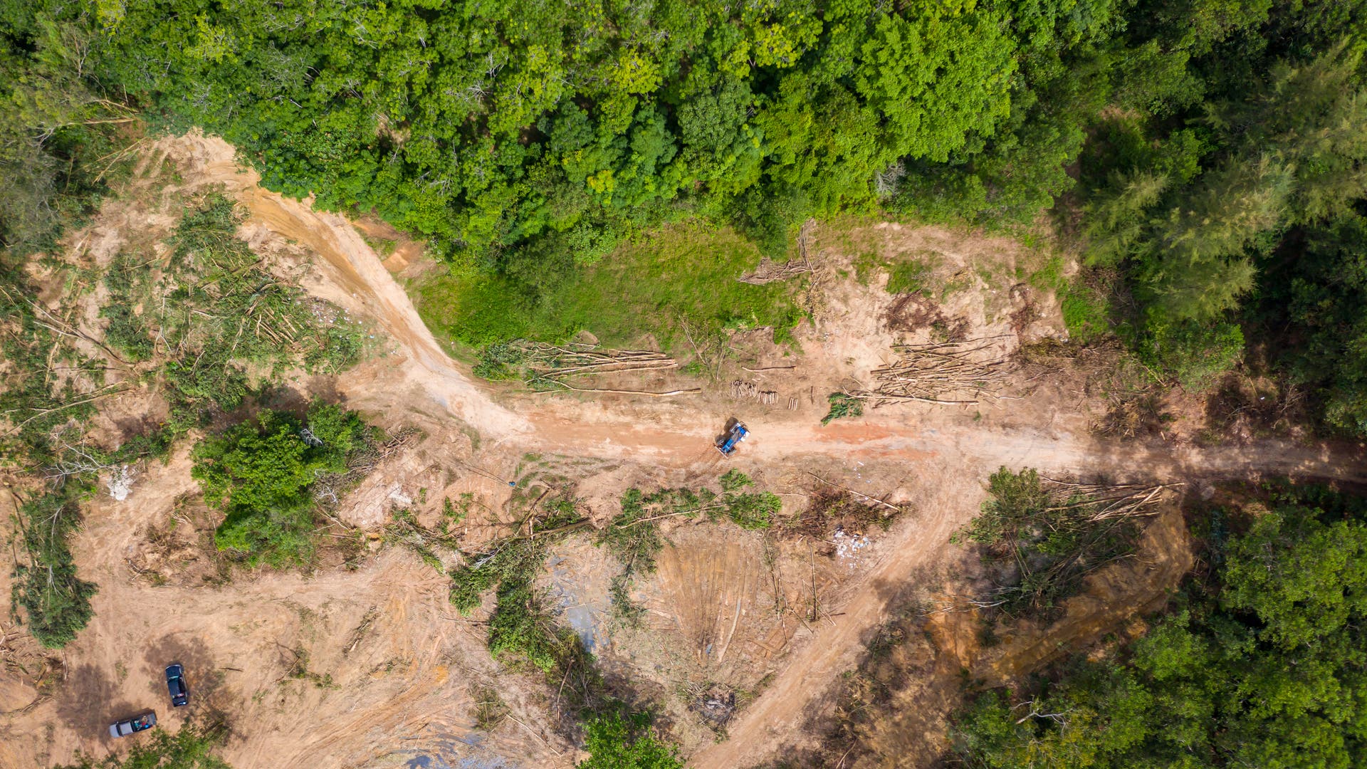 Deforestation: the destruction of the tropical forest is progressing