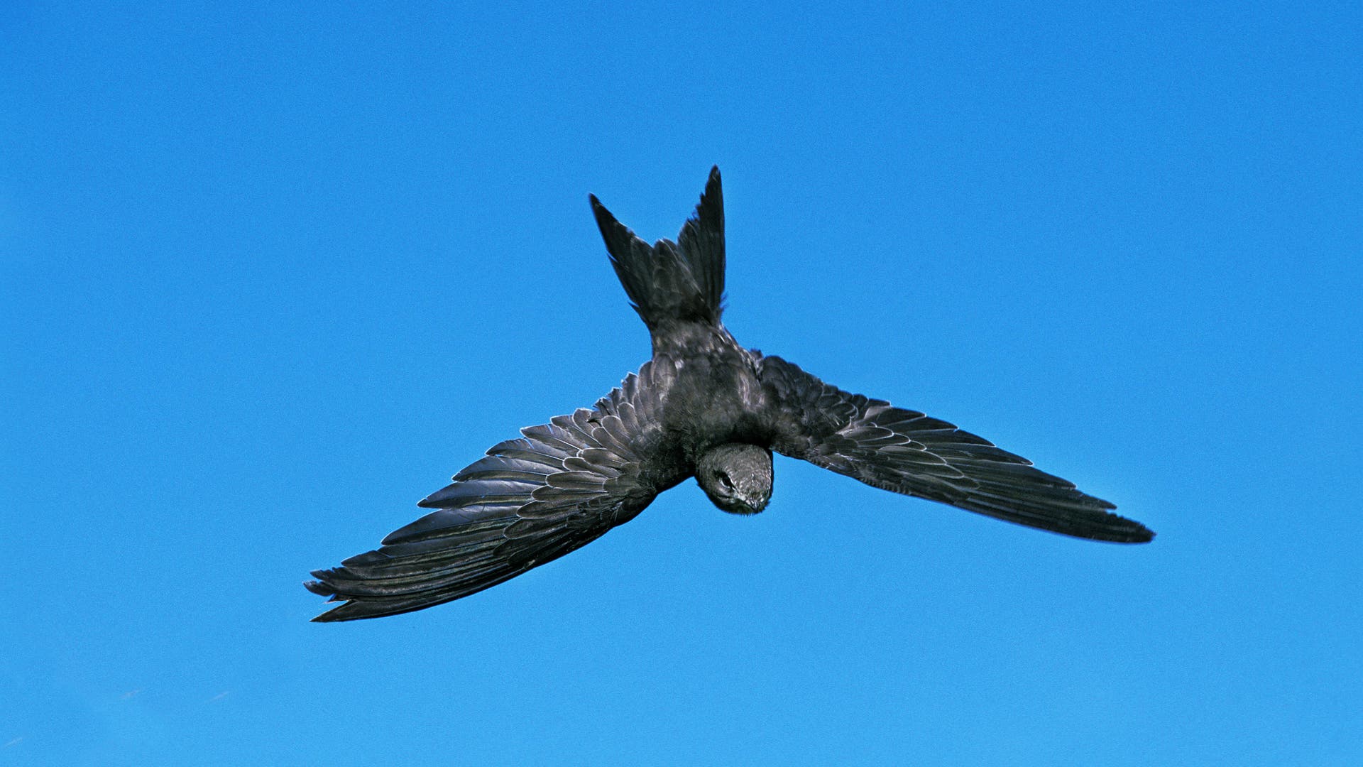 Ornithology: Swift falls into solidity