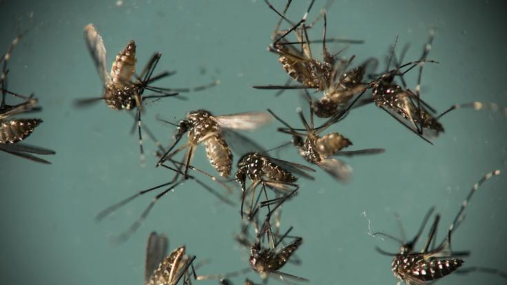 Researchers have warned that the Zika virus is only one mutation that is far from causing a widespread outbreak.