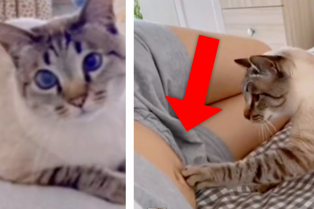 The cat will always cuddle with its owner's stomach: a few weeks later, a heart-melting photo was taken.