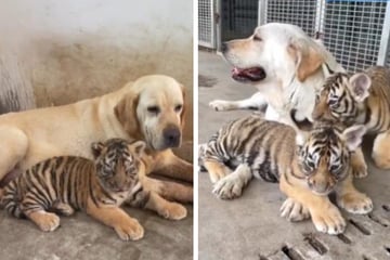 Nice video: Labrador becomes a tiger mother