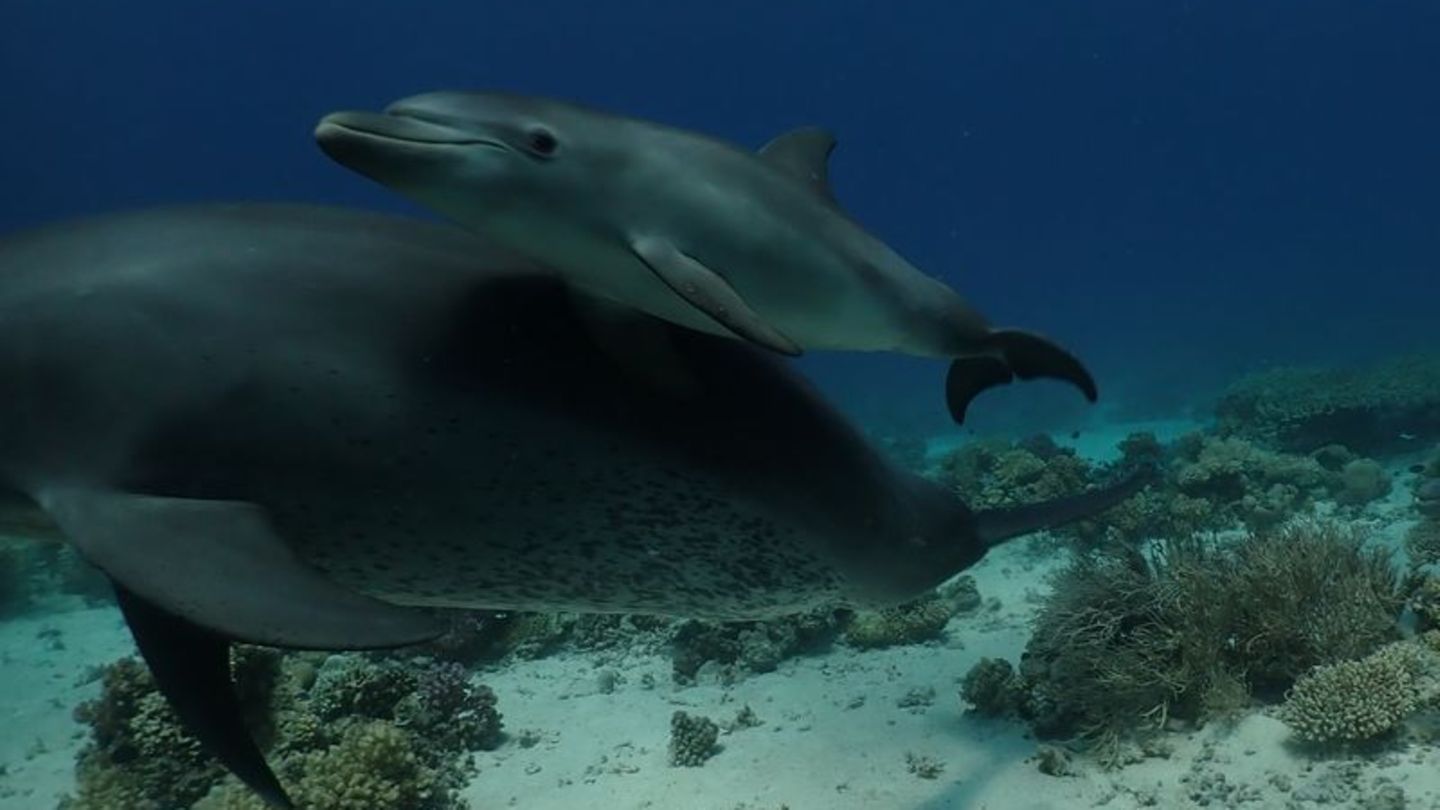 Science: Study: Dolphins use coral for skin problems