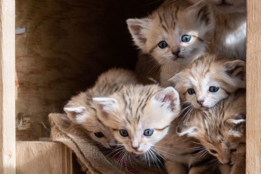Israel: Five Rare Sand Cat Babies Born in |  free press