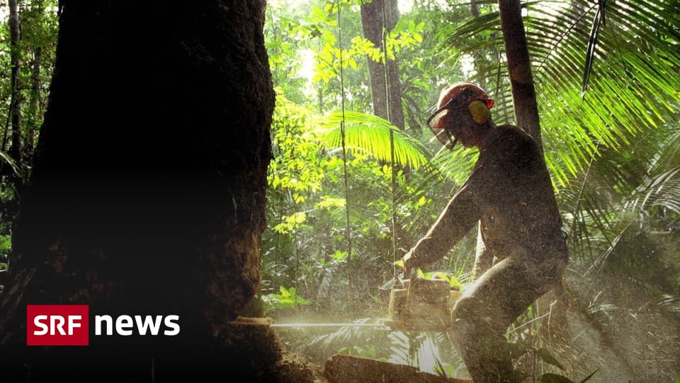 Rainforest Destruction - Brazil's Amazon Deforestation Reaches a New Level Again - News