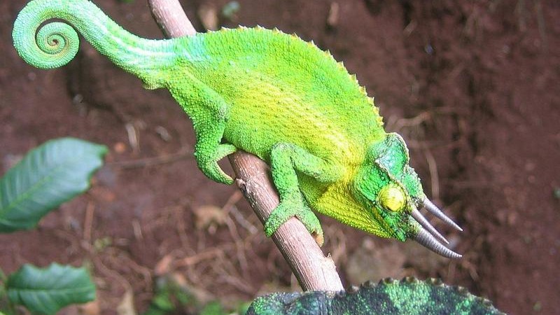 Science Study: Fewer enemies makes chameleons more visible