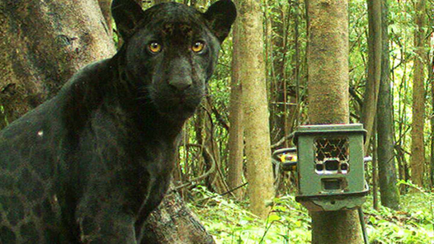 Protecting Species: Camera Traps Collect Information on Amazon