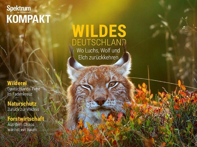 Spectrum Compact: Wild Germany - where the lynx, wolf and moose return