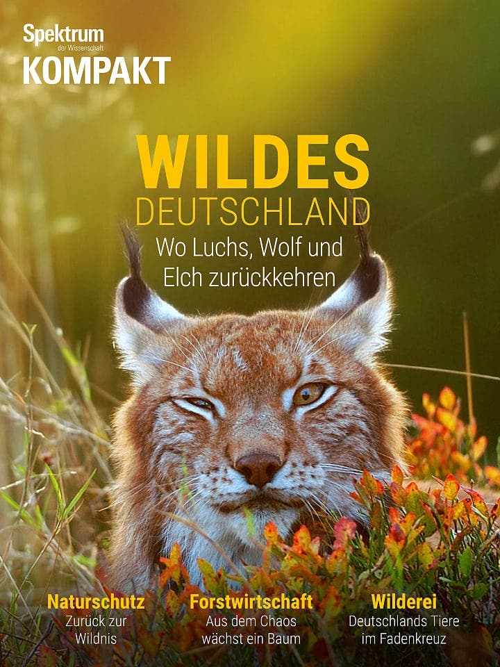 Spectrum Compact: Wild Germany - where the lynx, wolf and moose return