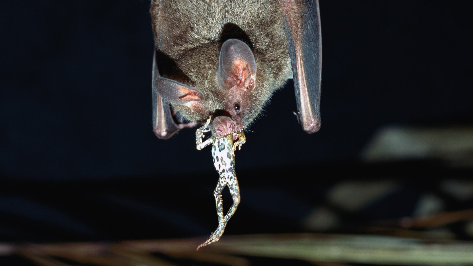 Memory: Bats can remember ringtones for years