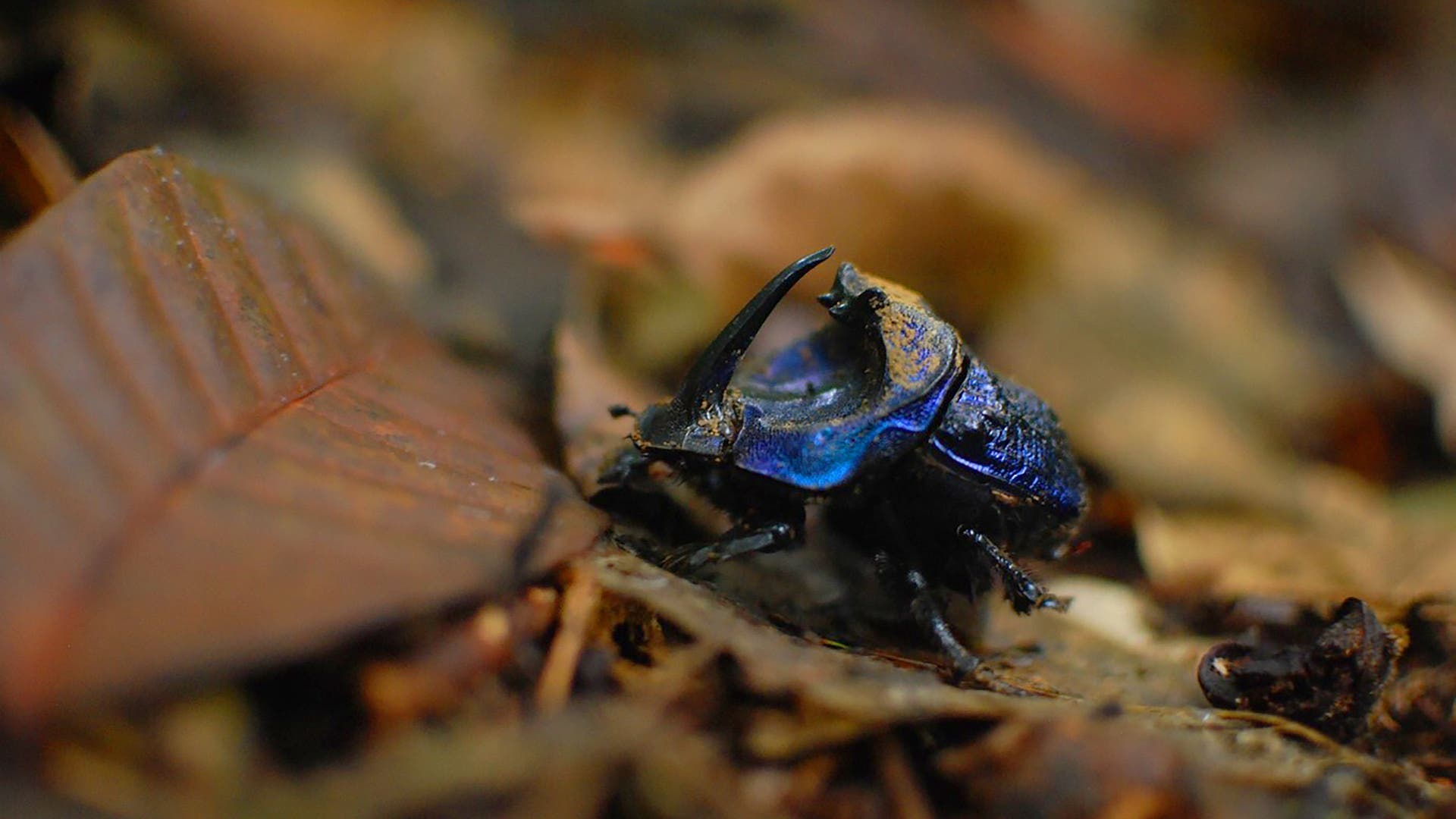 Biodiversity: dung beetles reveal false afforestation