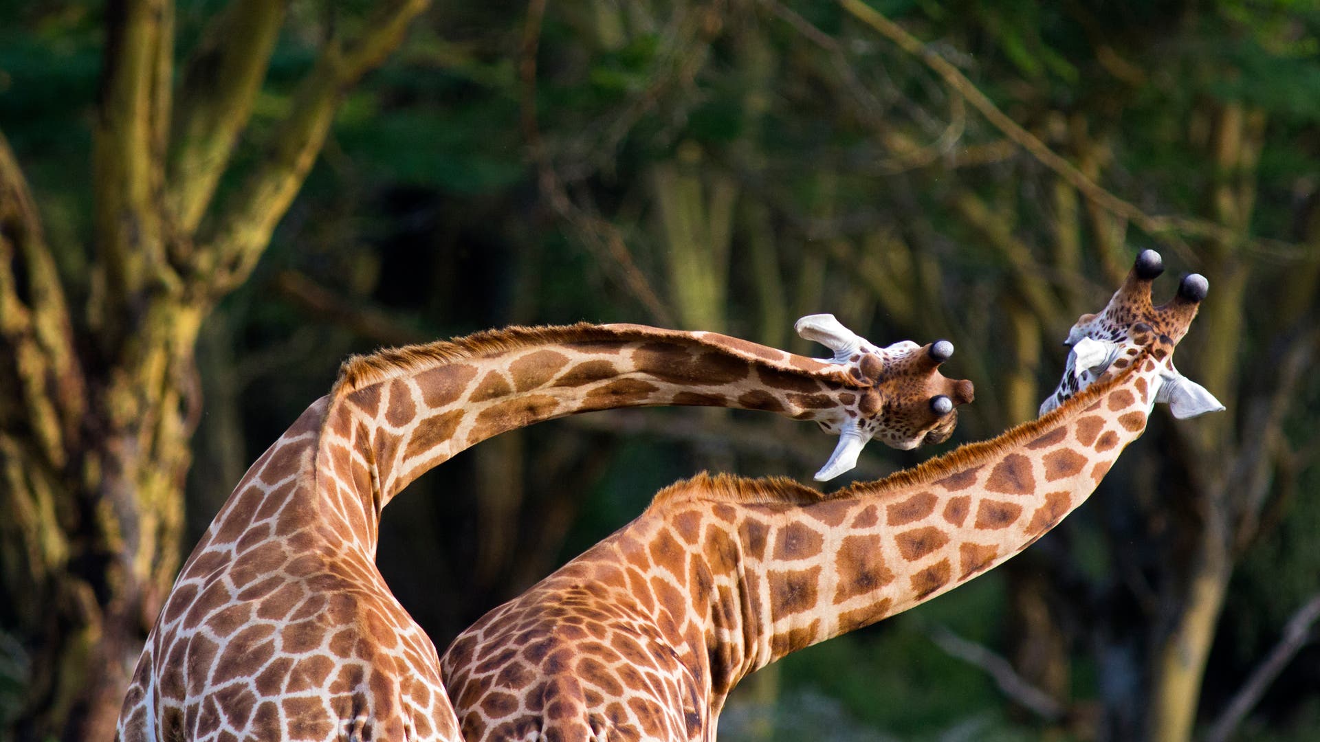 Evolution: Why do giraffes have such long necks?