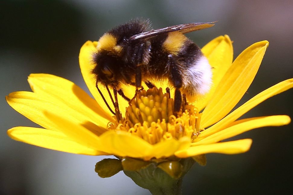 Glyphosate affects bumblebee brood care |  free press