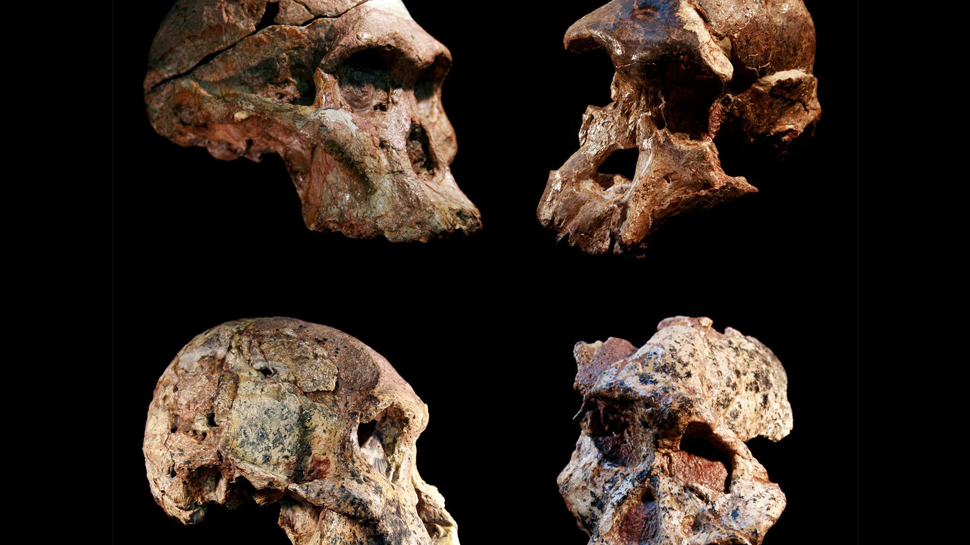 Pre-humans lived a million years earlier than previously thought