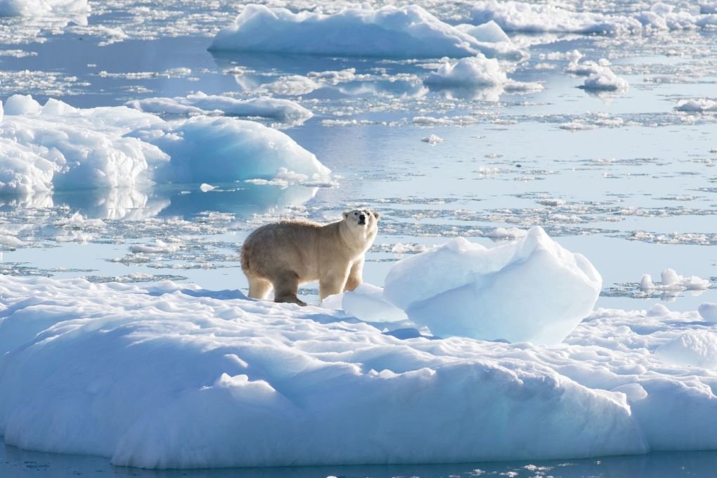 Some polar bears do not need sea ice |  free press