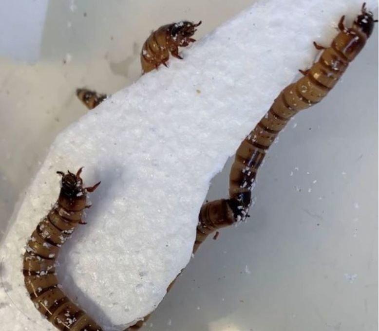 Superworms can digest polystyrene thanks to gut microbes |  free press