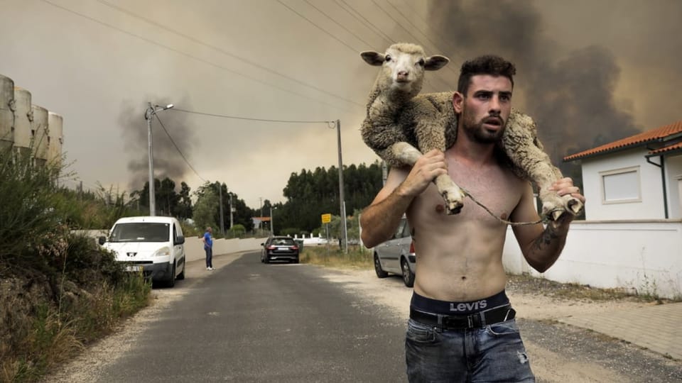 A man carries a sheep to safety from the fires in the Leiria region.