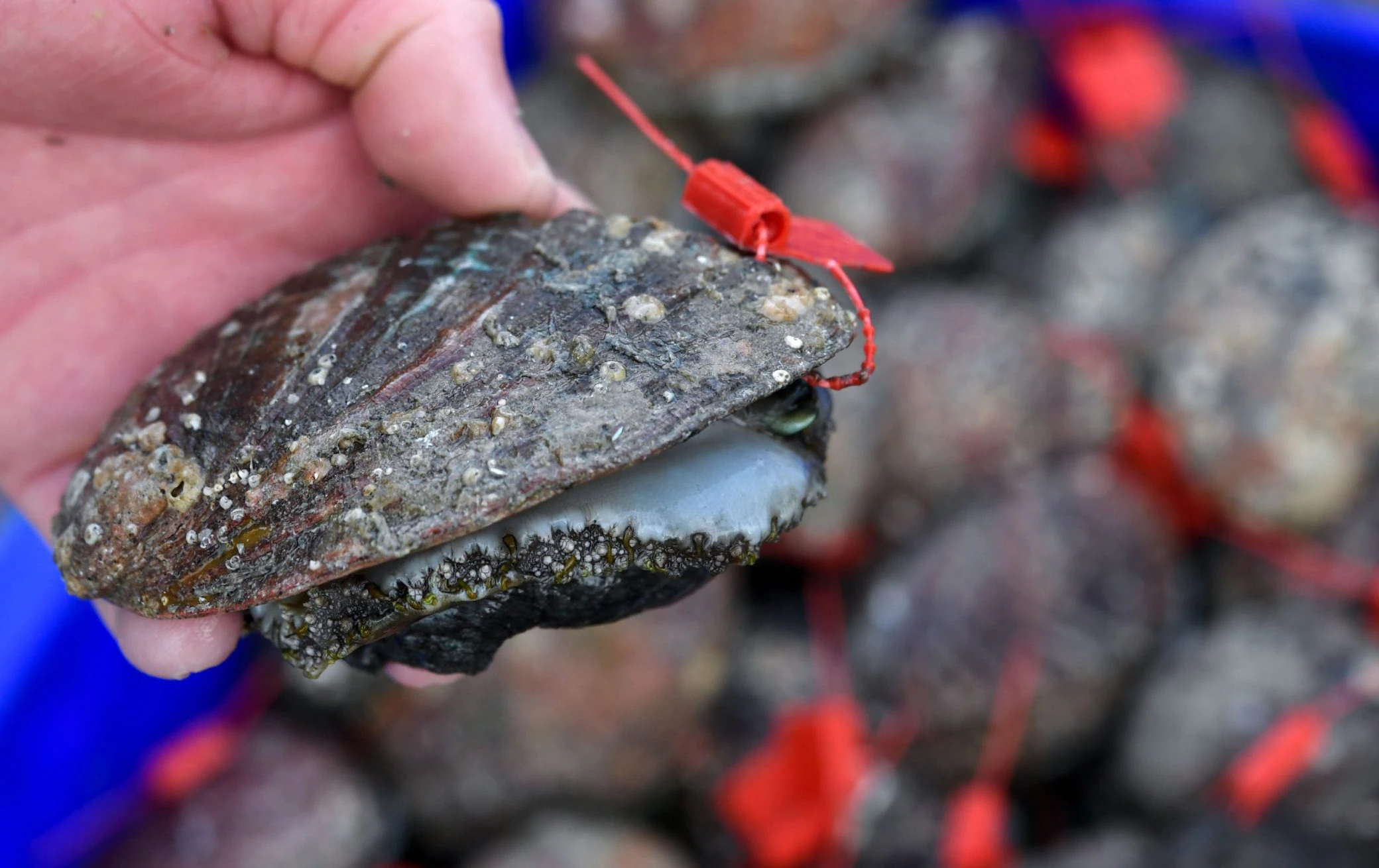 A piece of seafood could put you in jail in Guernsey
