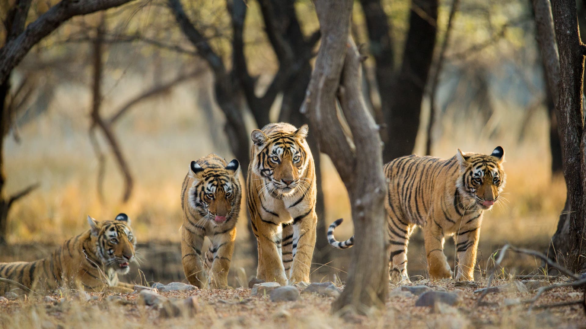 Conservation of species: the Asian tiger on the rise
