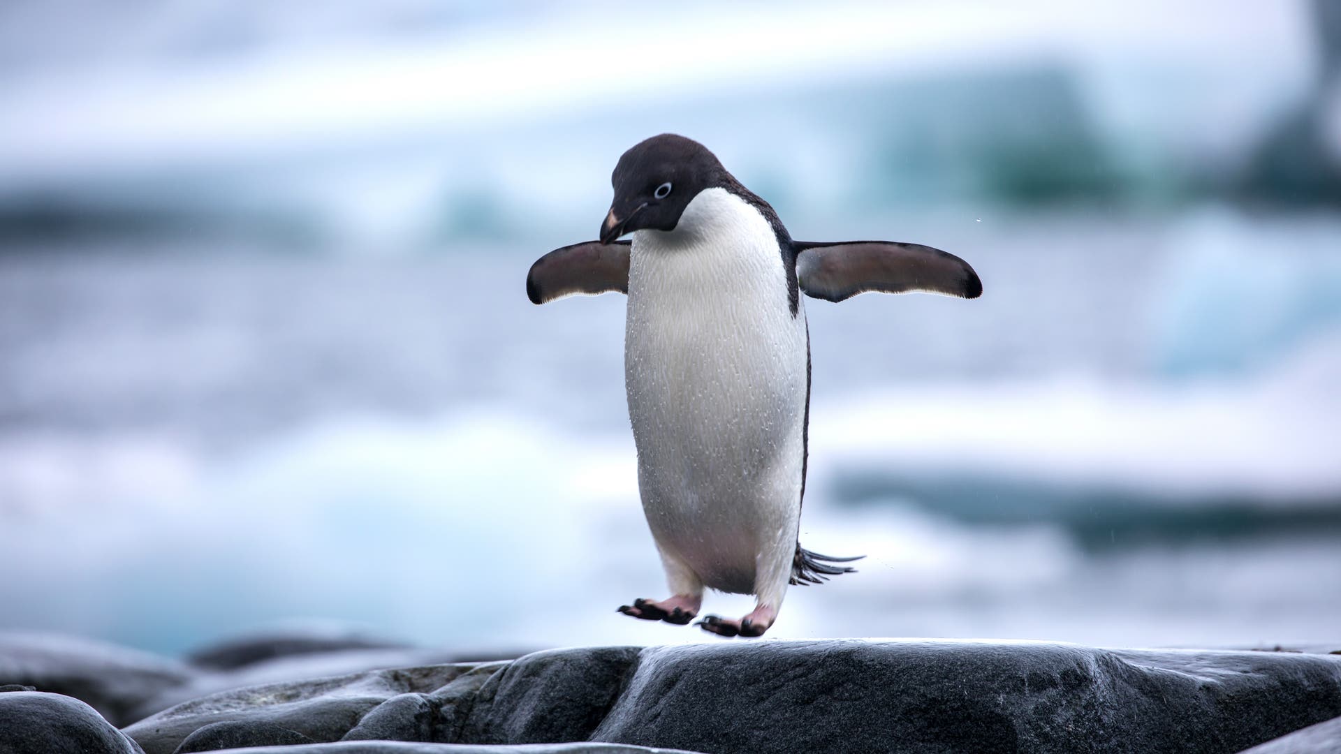 Penguins originated on a sunken continent