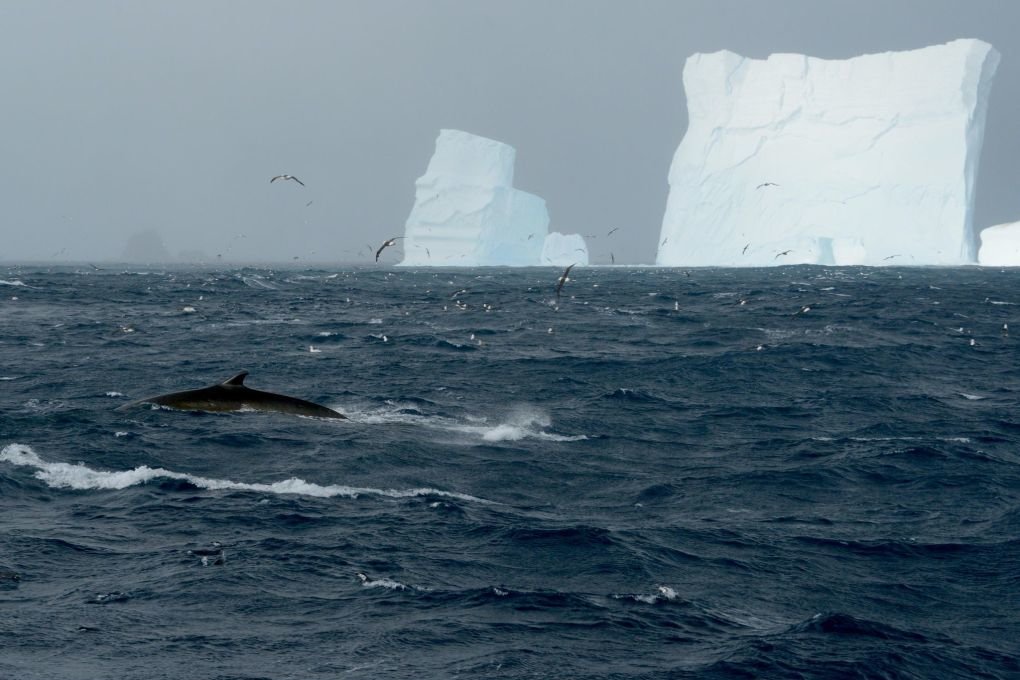Study: Antarctic fin whale population recovering |  free press