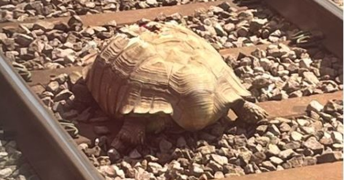 Giant tortoise halts train journey in England