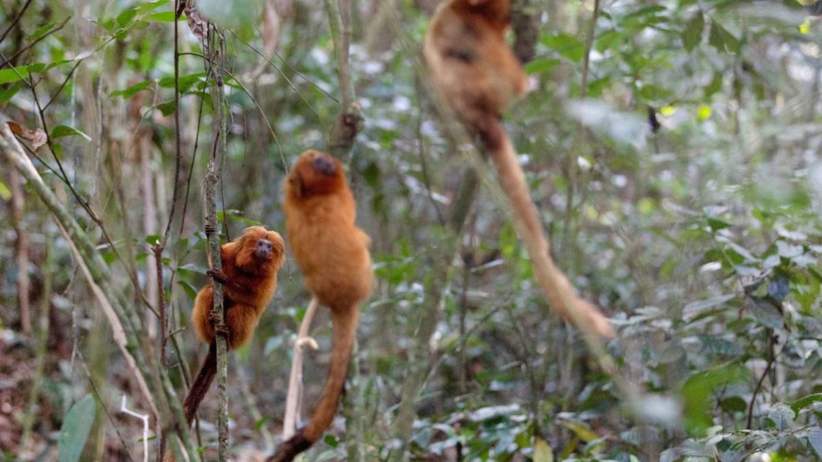 Vom Aussterben bedrohte Goldene Löwenäffchen halten sich an Bäumen in der Waldregion Silva Jardim. Aus Angst vor Affenpocken haben die Angriffe auf Affen in Brasilien zugenommen. Foto: Silvia Izquierdo/AP/dpa