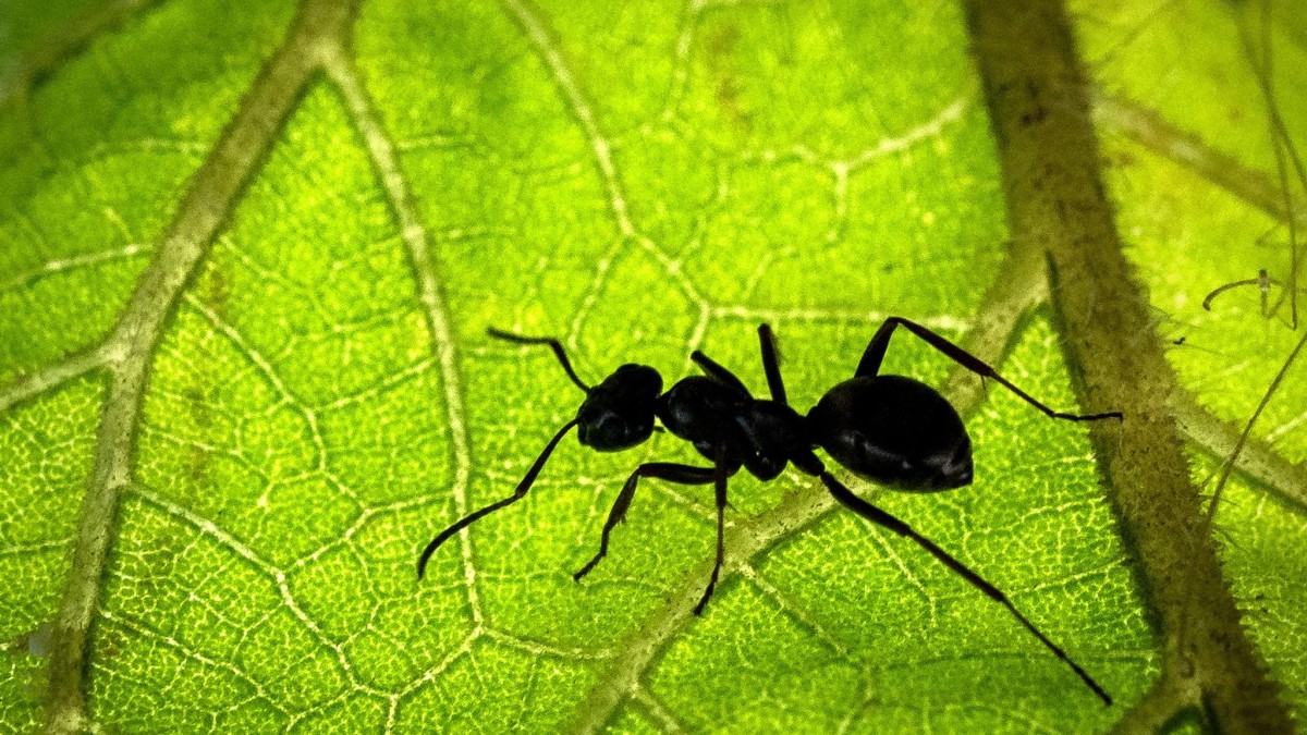 Science - Estimate: About 20 trillion ants inhabit the Earth - Knowledge