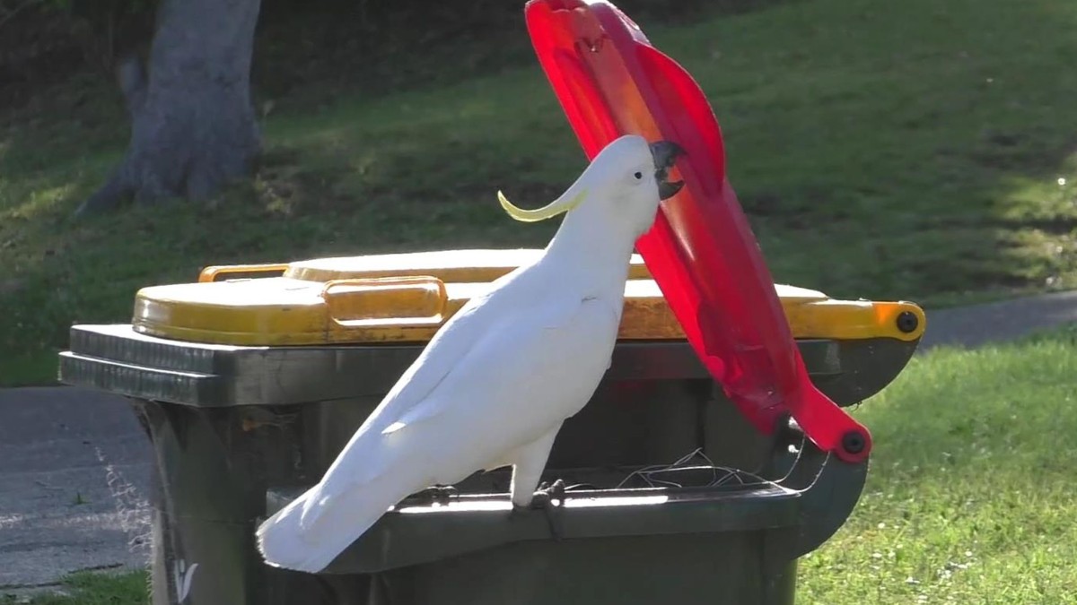 Science - Smart Birds: Parrots and humans fight over trash cans - Wikipedia