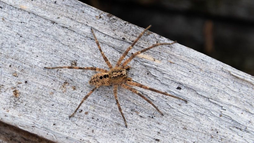 The Nosferatu spider spreads in Germany |  Sciences