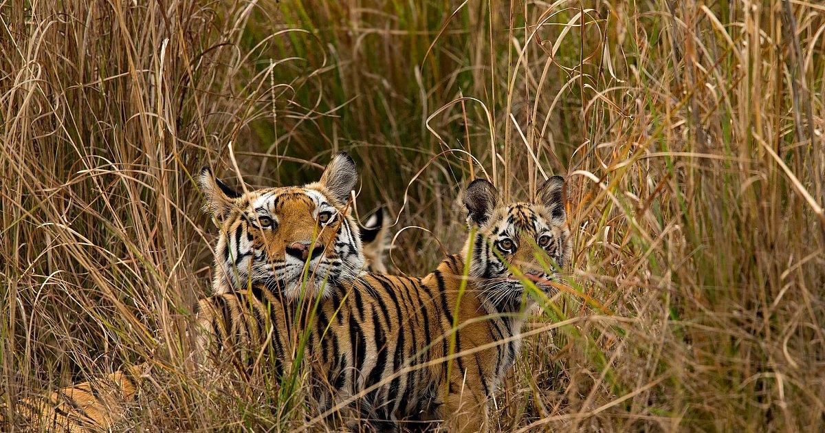The tigers are back again - but their habitat is disappearing |  Sciences