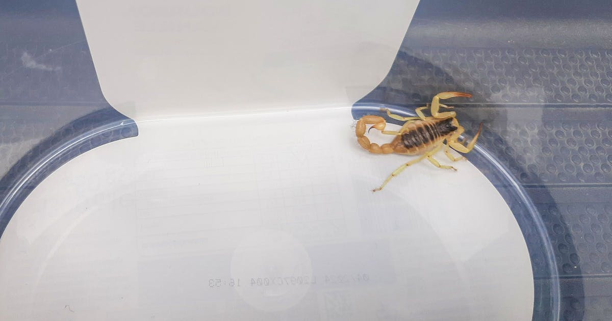 away from the USA.  A man was stung by a scorpion in Munich