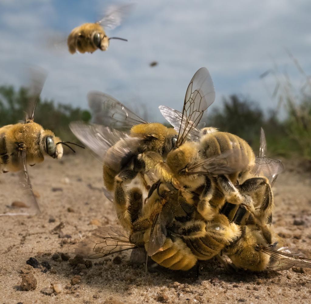 Male bees in the United States compete against each other to mate with a female bee