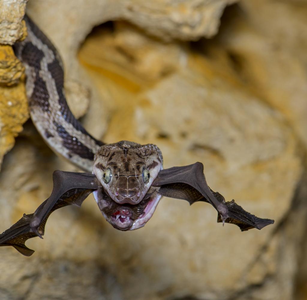 A snake in Mexico catches a bat