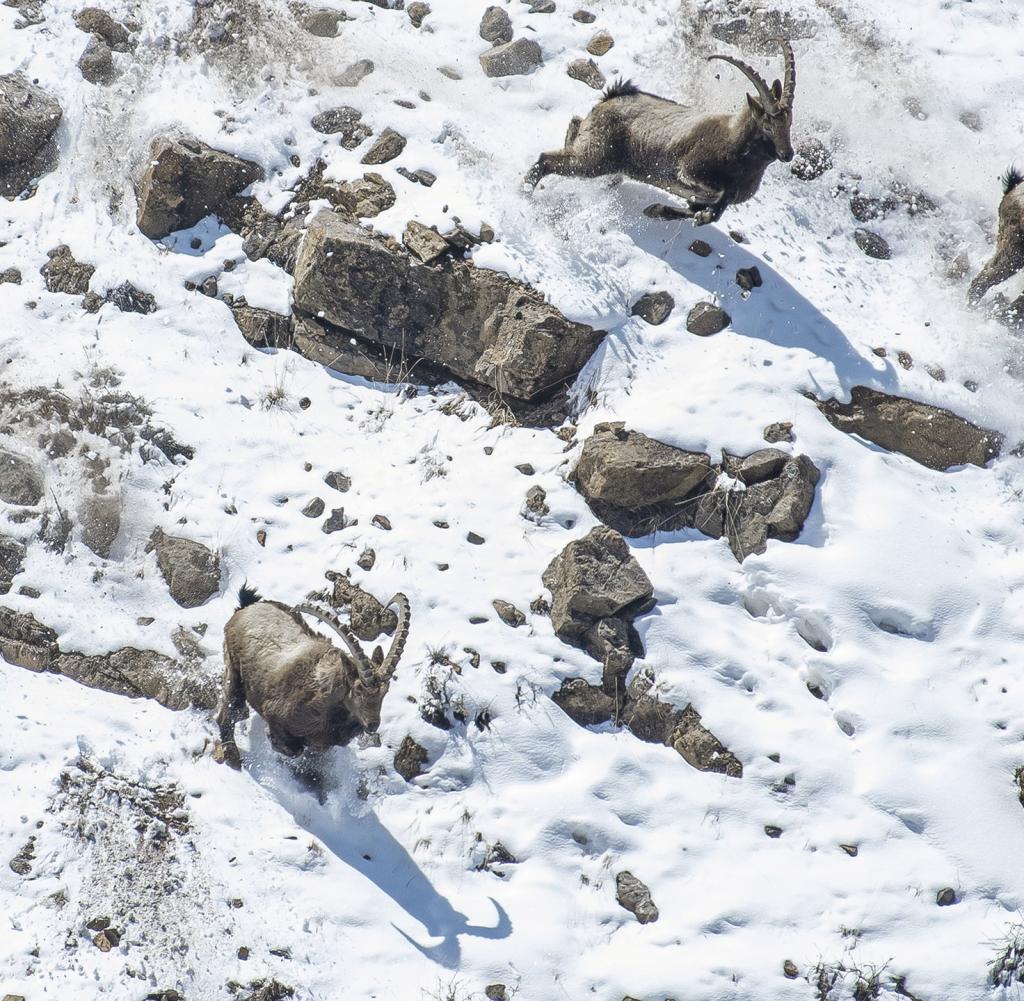 Snow leopard in India preys on a herd of Himalayan ibex